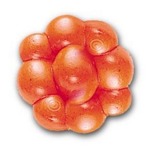 PowerBait Trout/Steelhead Egg Clusters
